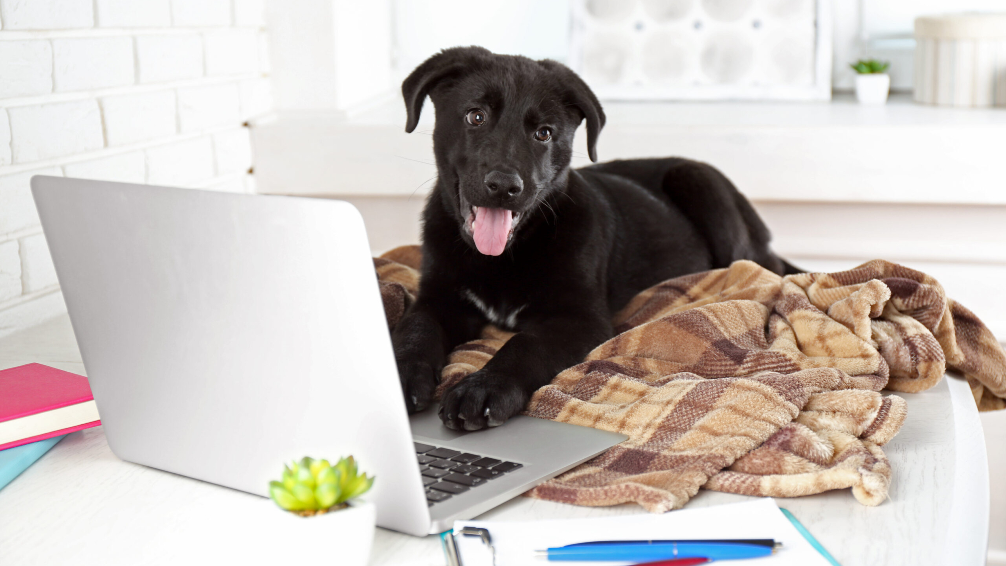 Clever young black Labrador retriever on the office table