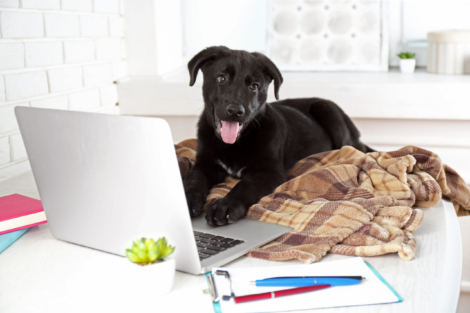 Clever young black Labrador retriever on the office table